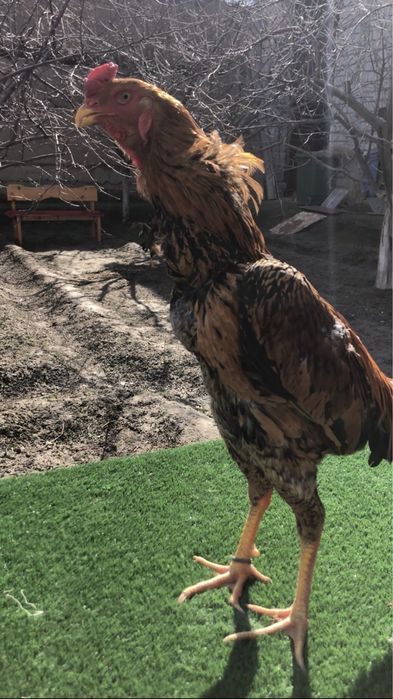 Япон  шамо  сотилади