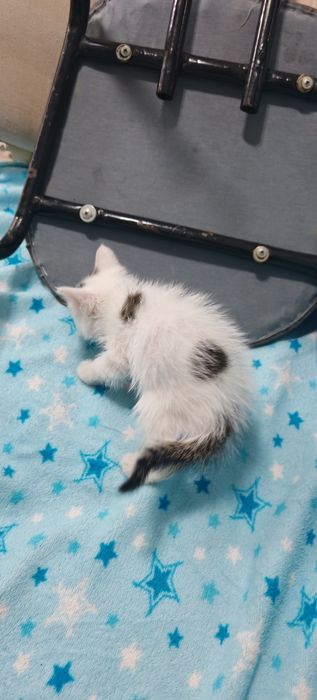 Котёнок, по возрасту стерилизуем