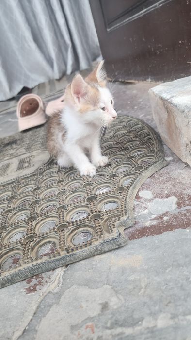 mushuk tekin beriladi