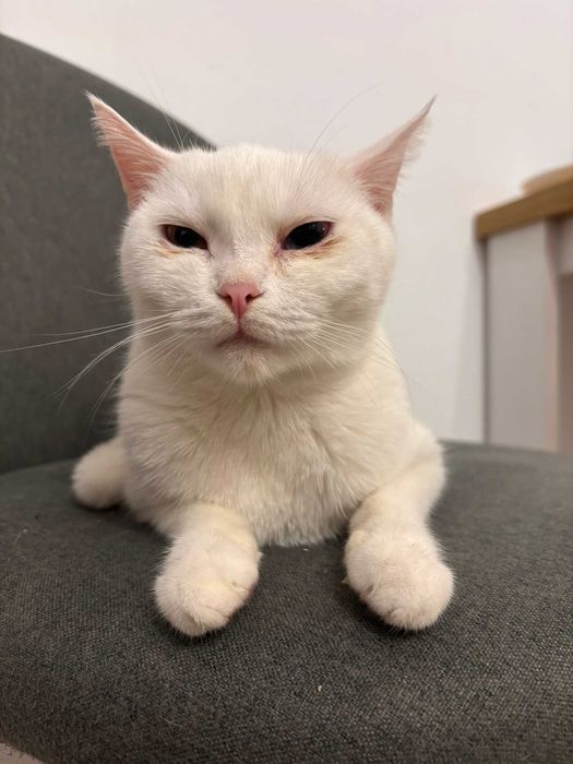 Ofer pisica alba spre adoptie!