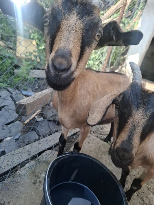 Vând 3 capre iezi - alpina franceză