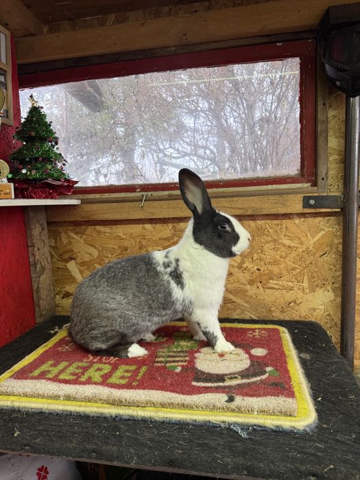 Vand iepuri hycole francez