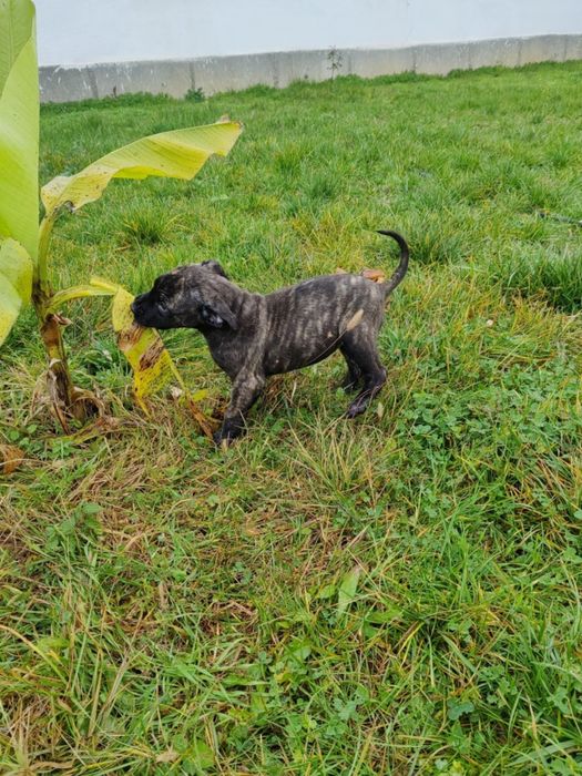 Кучета -преса канарио