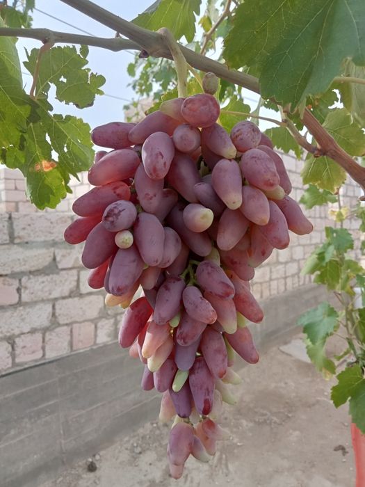 Жүзім шыбықтары сатылады