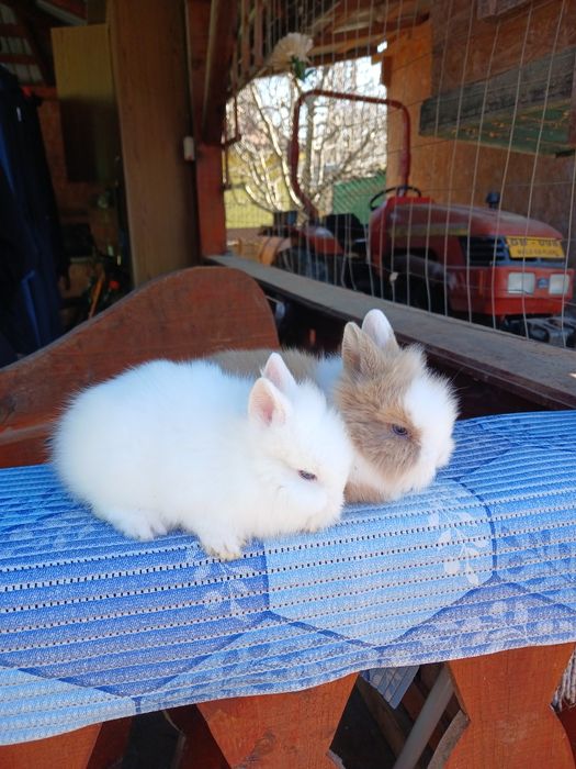 Iepurași Cap de leu pui la 1 lună