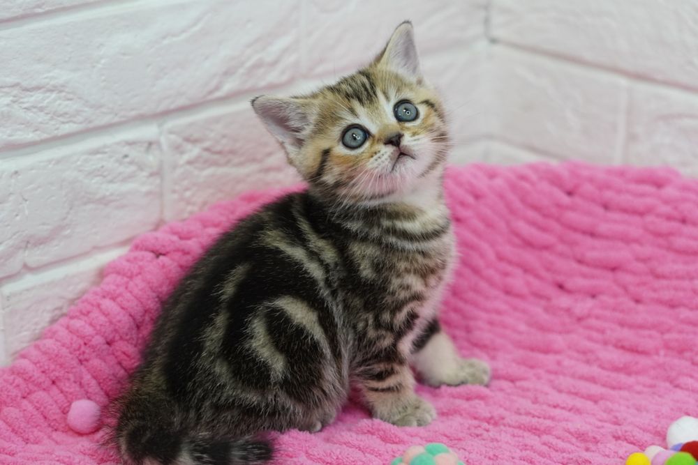 Шотландские котята-мраморята