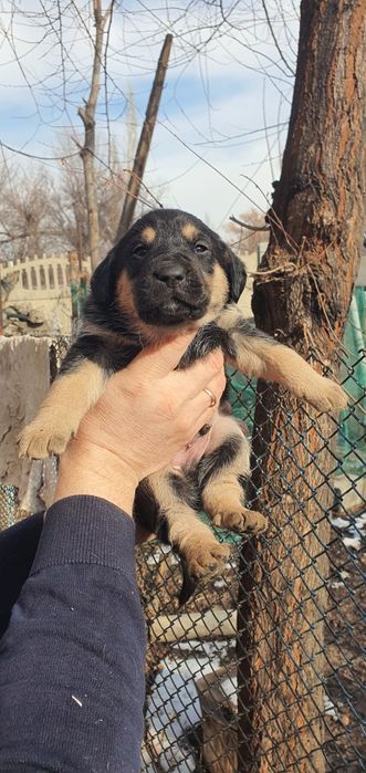 Щенята в добрые руки!