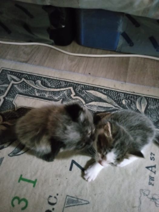 Отдам котят срочно