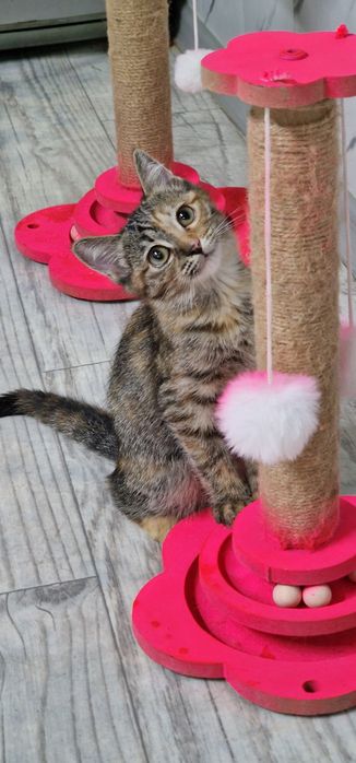 Отдам котёнка 3 месяца