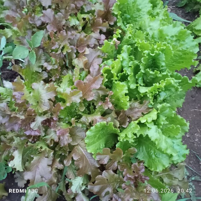 Продам домашний листовой салат