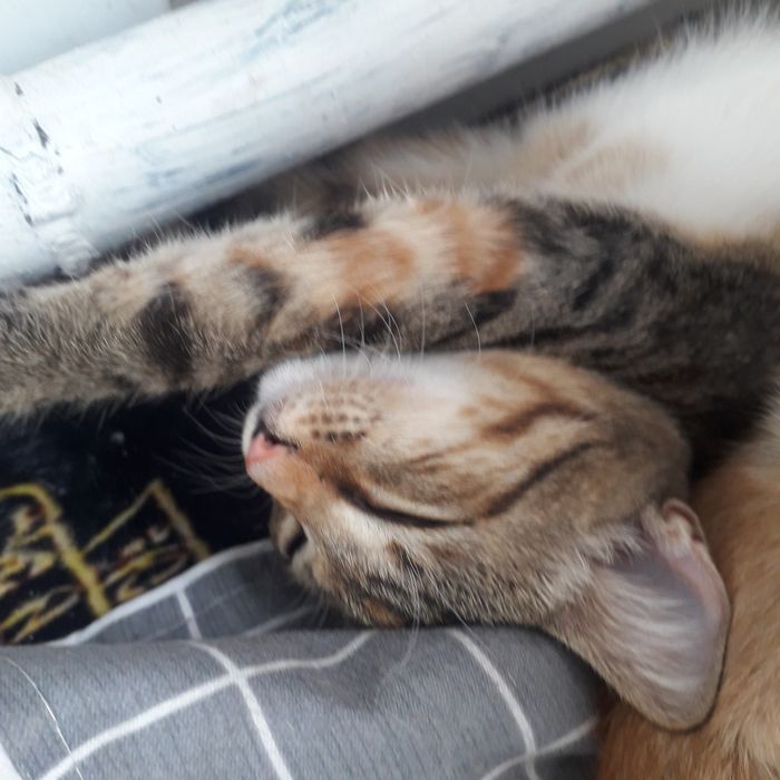 Котята 1,5 мес и 4 мес кошечки