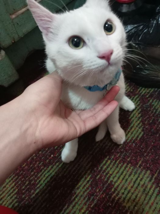 Mushuk sotiladi toza uy mushugi  zoti turetski angora