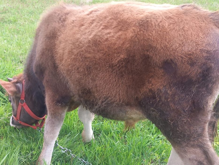 Vând o junica și un junc de 8 luni se pot vinde și separat