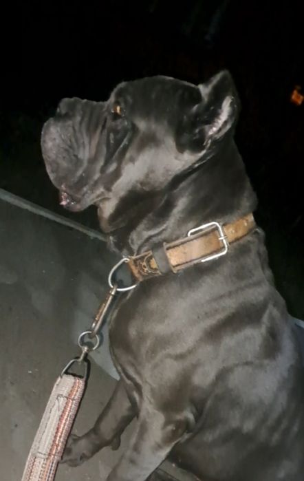 Итальянский Кане Корсо вязка