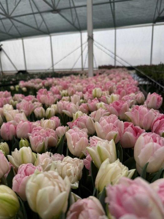 ТЮЛЬПАНЫ ОПТОМ! По выгодной цене!