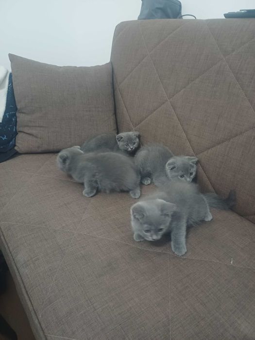 Британска котка