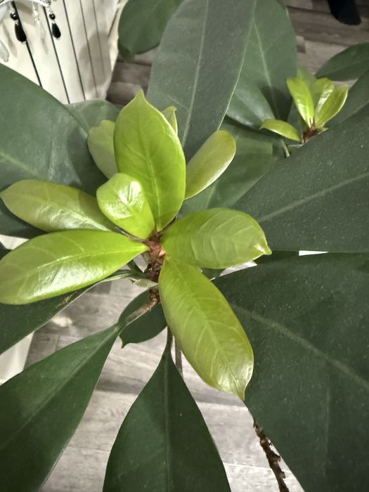 Цветы комнатные фикус,пальма