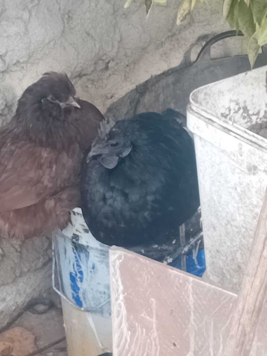 4 cocosi Ayan cemani