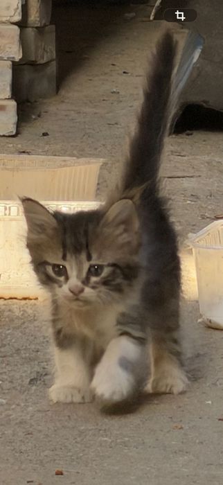 Маленькие котята
