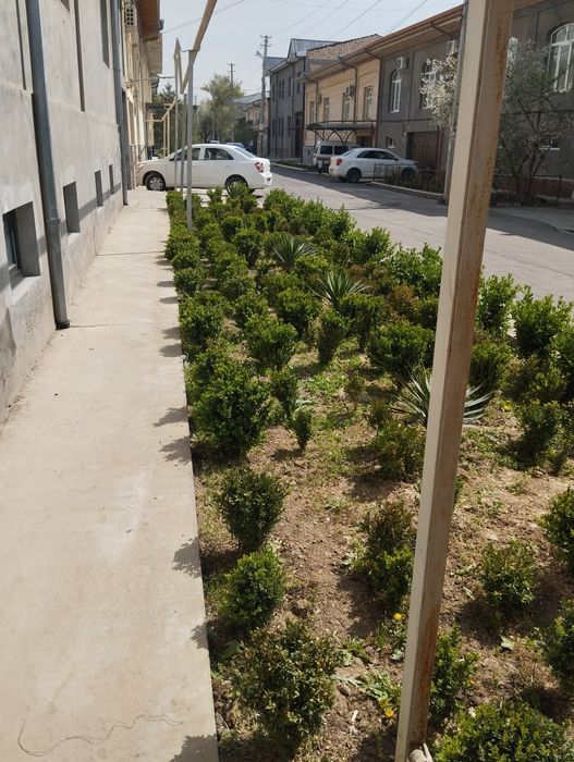 Шамшод кучатлар сотилади. 30000 сумдан.