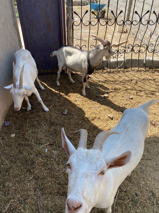 Породистый сауылатын ешкы