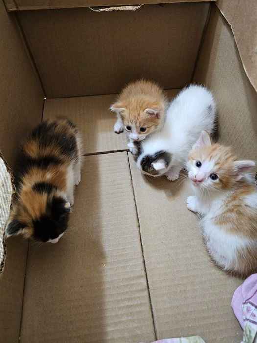 Котята срочно в хорошие руки