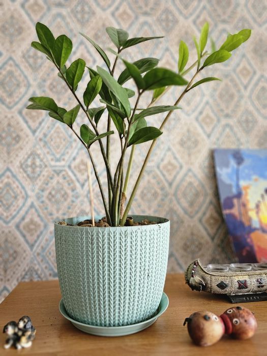 Продам комнатные цветы