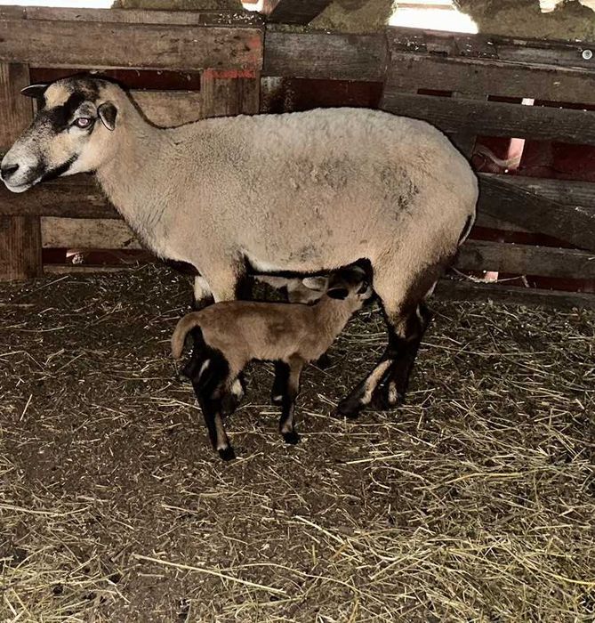 Oi de camerun de vanzare