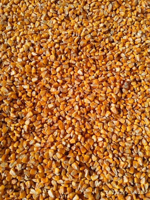 Makkajo’hori jo’hori sotiladi