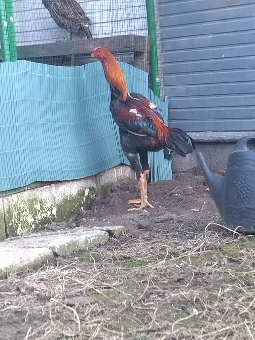 Cocoș combatant Malaezia