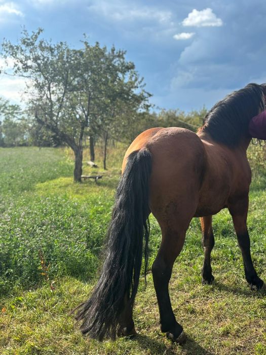 Cal de vânzare - armăsar blând