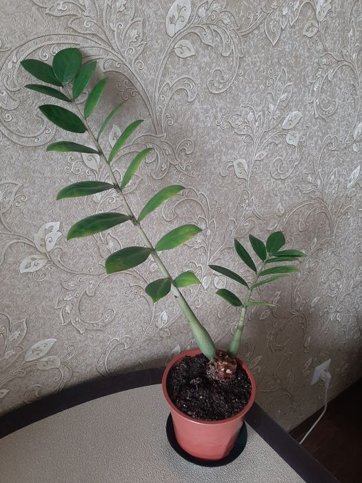 Продам комнатные цветы