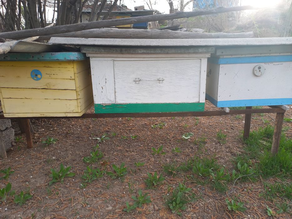 Асал ари уяси.  Улья для пчёл.