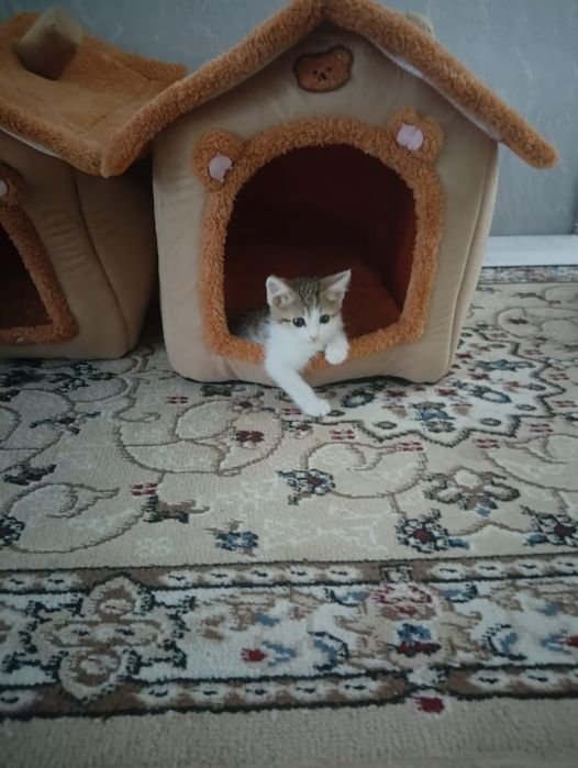 Отдам котенка (мальчик )