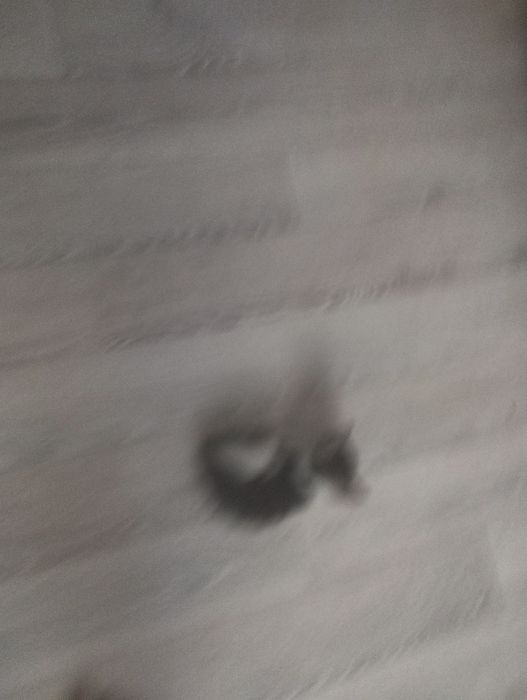 Котята в хорошие руки