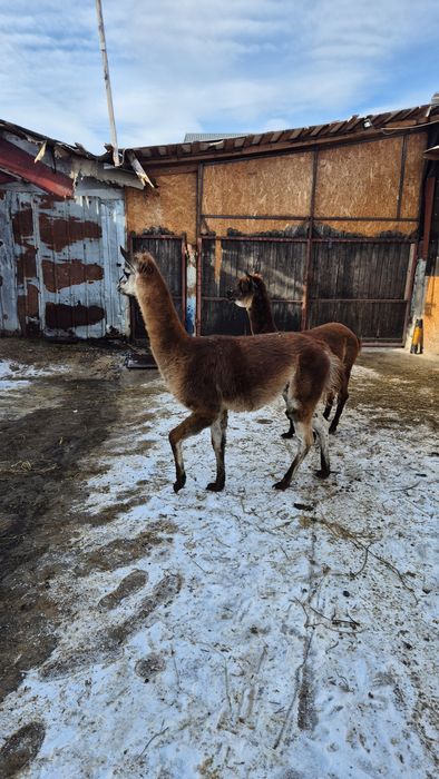 Mascul lama si mascul alpaca schimb cu alte animale