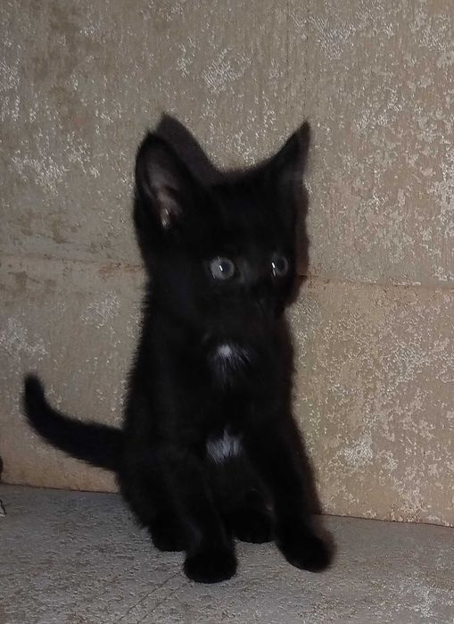 Отдам в добрые руки котят .