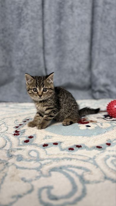 Котенек породы скоттиш страйт