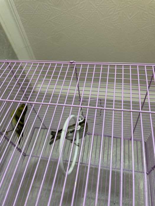 Чижик siskin bir juft qush