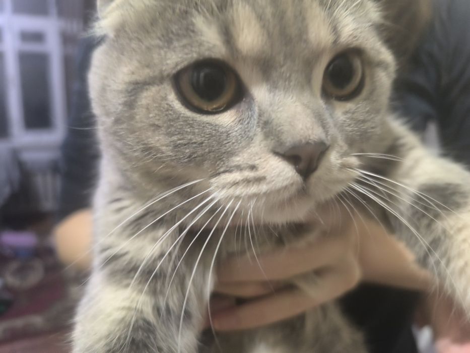 Продаётся кошка пародистий