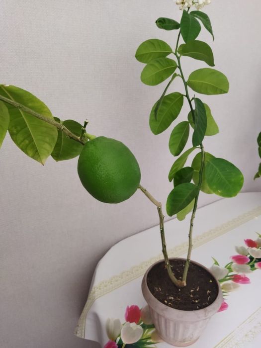 Продам лимонное дерево с лимоном, плодоносящее