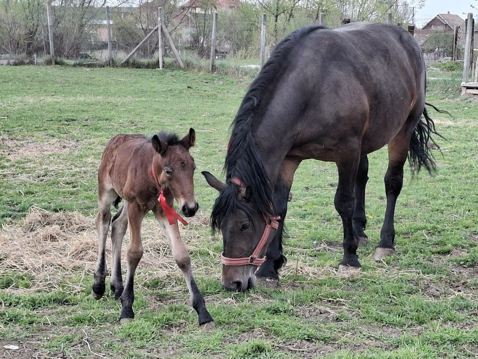 Vand iapa de 4 ani cu manza de 5 zile