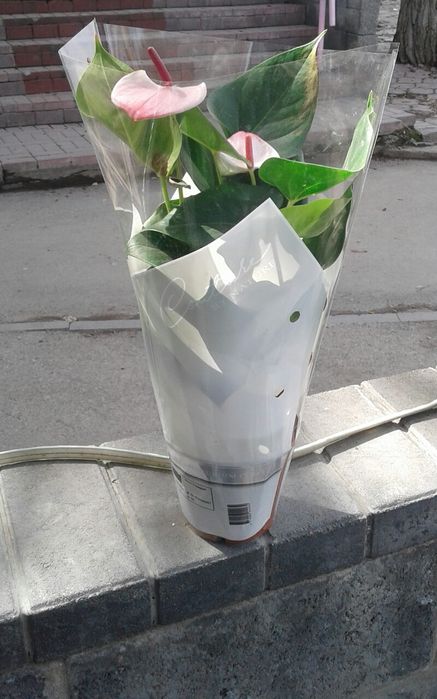 Продаем комнатные цветы