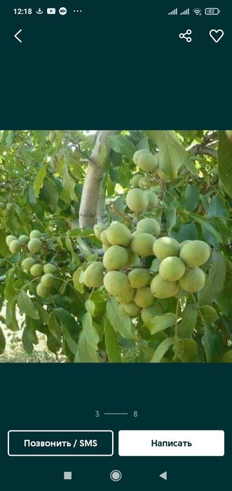 Shaftoli kuchatlari optum narxlarda 12 ta viloyatga dastafkamiz bor