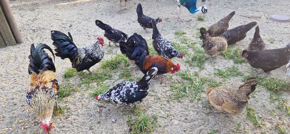 Gainuse pitice tineret 2025