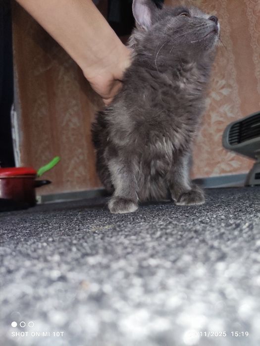 Mushuk sotiladi zotdor