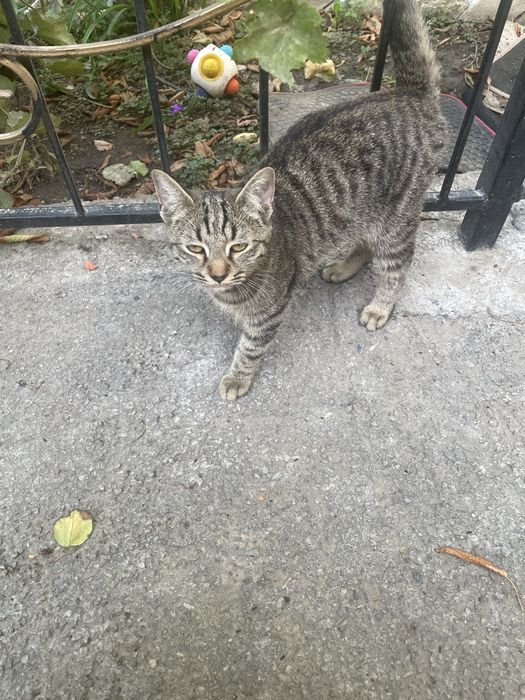 Отдам в хорошие руки котят