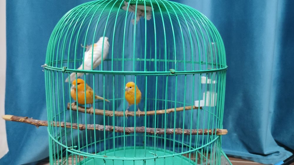 Канарейки кенар канарейка