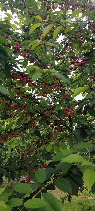 Продавам вишнап за компоти