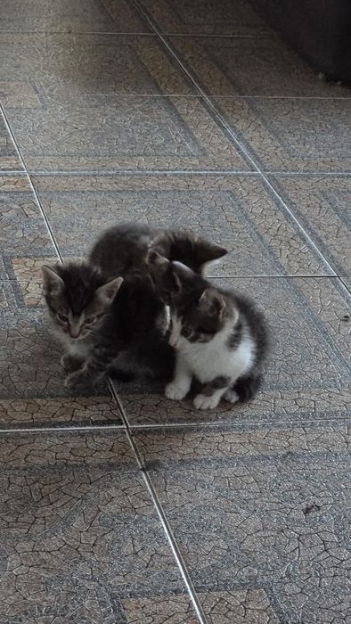 Donez pisoi 6 saptamani